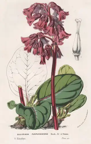 Saxifraga purpurascens - Steinbrech Himalaya Blumen flower Blume botanical Botanik Botany
