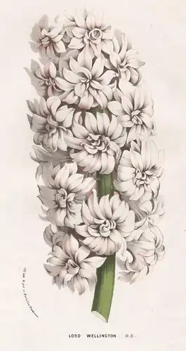 Lord Wellington - Hyacinthus Hyazinthen hyacinths Hyacinth Flower flowers Blume Blumen Botanik Botanical Botan