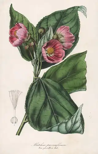 Abutilum Paeoniaeflorum - Abutilon Paeoniflorum Samtpappel Schönmalve Malve flowers Blumen botanical Botanik B