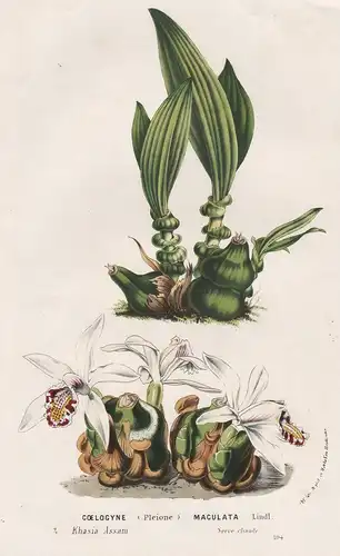 Coelogyne Maculata - India Indien Orchid Orchidee flowers Blume Blumen botanical Botanik Botanical Botany