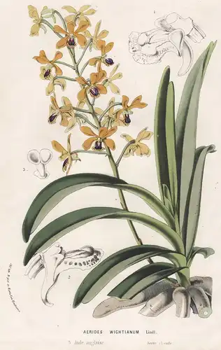 Aerides Wightianum - India Indien Orchid Orchidee flower flowers Blume Blumen botanical Botanik Botanical Bota
