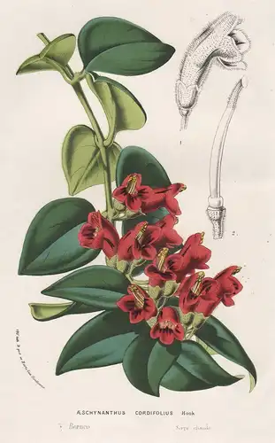Aeschynanthus Cordifolius - Schamblume Aeschynanthus Borneo lipstick plant flowers Blume Blumen botanical Bota