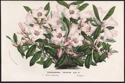 Rhododendron Virgatum - Azaleen azaleas Rhododendron Rhododendren Himalaya flower Blume botanical Botanik Bota