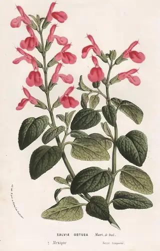 Salvia Obtusa - Johannisbeer-Salbei Myrten-Salbei Mexico Mexiko flower flowers Blume Blumen Botanik Botanical