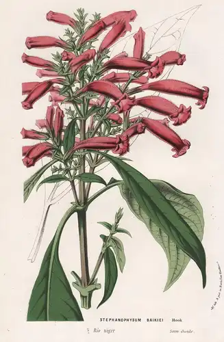 Stephanophysum Baikiei - Ruellia brevifolia wilde Petunie baikiei wild petunia Kolumbien Columbia Brasil Brazi
