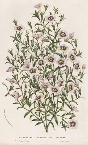 Nierembergia Gracilis var. Crozyana - Weißbecher cupflower Mexico Mexiko Venezuela Amerika America Blume flowe