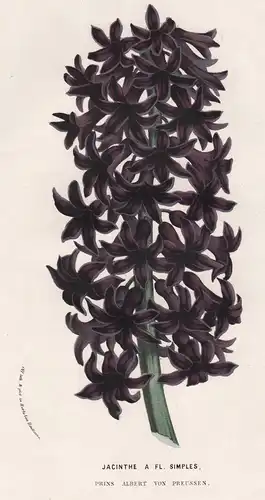 Jacinthe a Fl. Simples - Hyacinthus Hyazinthen hyacinths Hyacinth Flower flowers Blume Blumen Botanik Botanica