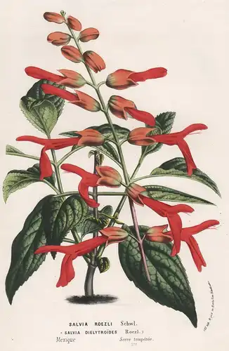 Salvia Roezli, Dielytroides - Salbei Mexico Mexiko flower Blume botanical Botanik Botanical Botany