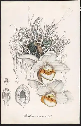 Stanhopea Ecornuta - America Amerika Orchid Orchidee flower flowers Blume Blumen botanical Botanik Botanical B