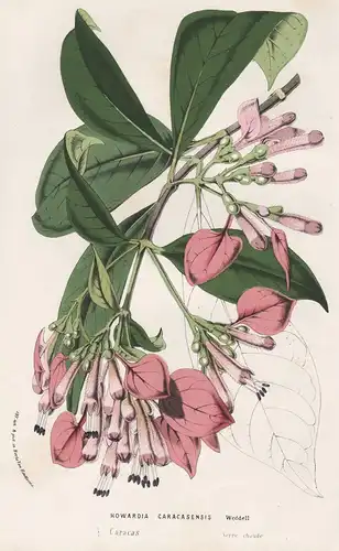 Howardia Caracasensis - Pogonopus speciosus Caracas flower Blume botanical Botanik Botanical Botany