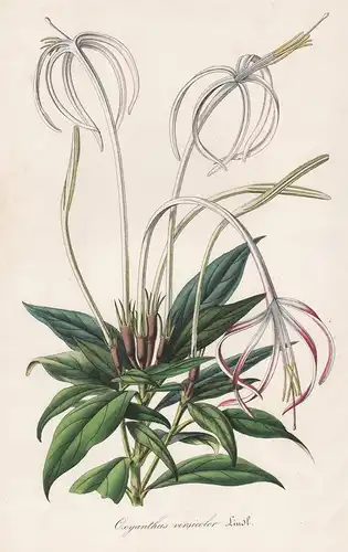 Oxyanthus Versicolor - Rubiaceae flower Blume botanical Botanik Botanical Botany