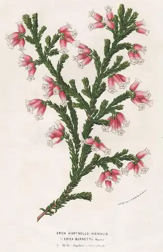 Erica Hartnello Hiemalis - Erika Heidekraut Blume Blumen flowers flower botanical Botanik Botanical Botany