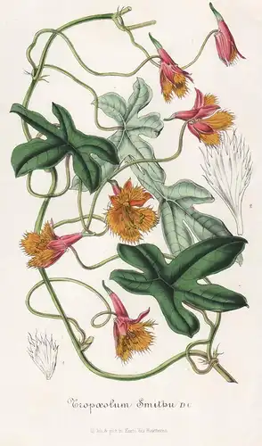 Tropaeolum Smithu - Kapuzinerkresse nasturtium flower Blume Blumen botanical Botanik Botany