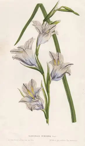 Gladiolus Ringens - Schwertlilie flower flowers Blume Blumen Botanik Botanical Botany