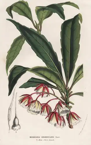 Monocera Grandiflora - Elaeocarpus grandiflorus Lily of the Valley Tree China flower flowers Blume Blumen bota