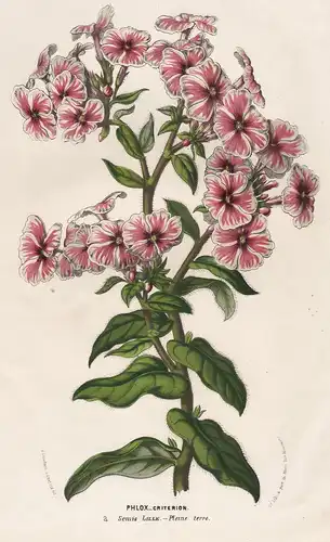 Phlox Criterion- Phlox Criterion Blume flower Blume botanical Botanik Botanical Botany