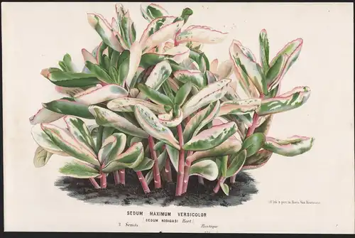 Sedum Maximum Versicolor - Karfunkelstein Fetthenne Hylotelephium orpine livelong frog's-stomach Blume Blumen