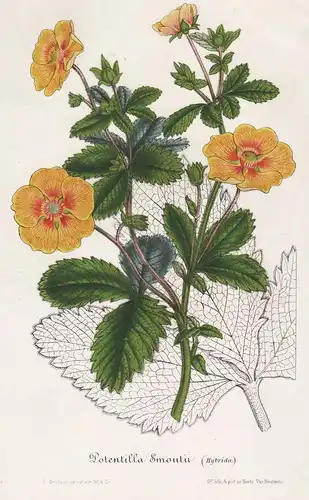 Potentilla Smoutii - Fingerkräuter Fingerkraut cinquefoil Blumen flower Blume botanical Botanik Botanical Bota