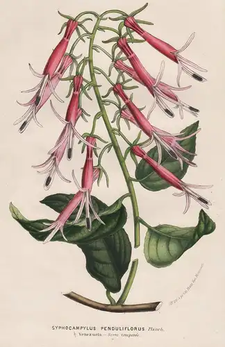 Syphocampylus Penduliflorus  - Siphocampylus Venezuela flowers Blume Blumen botanical Botanik Botanical Botany
