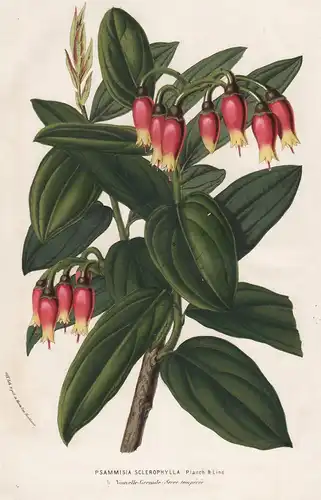 Psammisia Sclerophylla - joyapas New Grenada Colombia Panama flower Blume botanical Botanik Botanical Botany