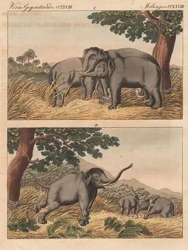 Verm. Gegenstaende CCXXVIII. - Elephantenfang durch Lockelephanten - Elefant elephant Fang hunting Jagd hunt E