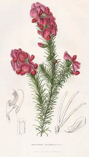 Burtonia Pulchella -  Gompholobium scabrum Australia Australien Blumen flower Blume botanical Botanik Botanica