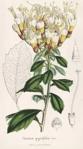 Cantua pyrifolia - Peru Blumen flower Blume botanical Botanik otanical Botany