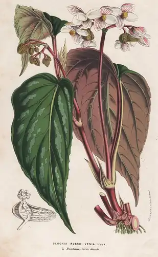 Begonia Rubro Venia - India Indien Begonien Begonie flowers Blume Blumen botanical Botanik Botanical Botany