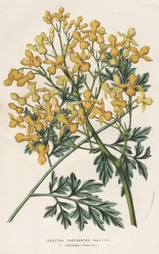 Dielytra Chrysantha - Ehrendorferia chrysantha goldene Ohrentropfen California Kalifornien Blumen flower Blume