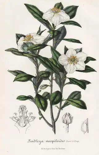 Lindleya Mespiloides - Mexiko Blumen flower Blume botanical Botanik Botanical Botany
