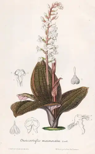 Cheirostylis Marmorata - Dossinia Java flower flowers Blume Blumen Botanik Botanical Botany