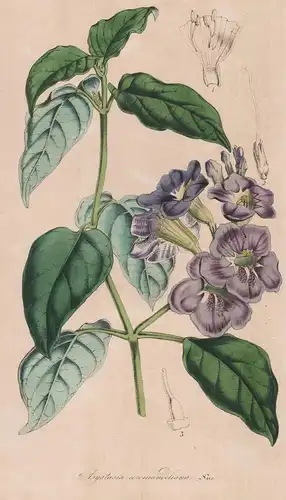 Asystasia Coromandeliana - India Indien Blume flower Blume botanical Botanik Botanical Botany