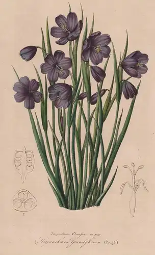 Sisyrinchium Grandiflorum - Colombia Kolumbien Grasschwertel blue-eyed grasses flower Blume Blumen botanical B