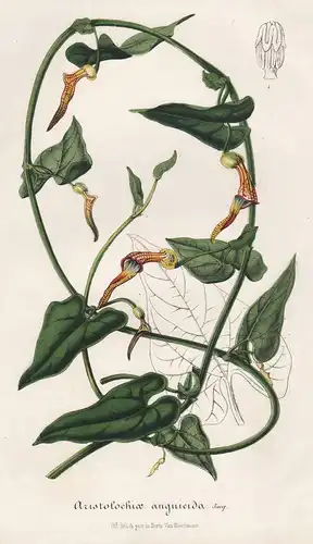 Aristolochia Anguicida - Colombia Kolumbien flowers Blume Blumen botanical Botanik Botanical Botany