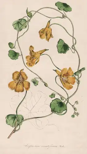 Tropaeolum Crenatiflorum - Kapuzinerkresse Peru flower flowers Blume Blumen Botanik Botanical Botany