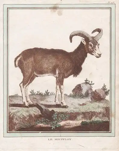 Le Moufflon - Mufflon mouflon Mouflon corse Ovis aries Schafe sheep ovines