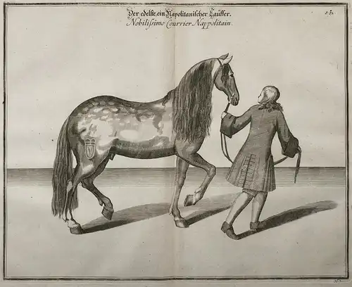Der edelste, ein Napolitanischer Läuffer - Reitschule / Horse riding school Pferd Pferde Reiten Reiterei Reits