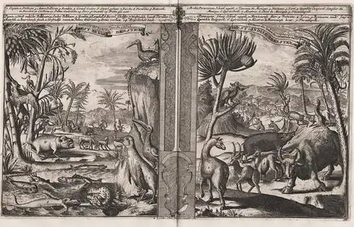 Animaux des Indes Occidentales / Animaux des Indes Occidentales / Engraving depicting animals from West Indies