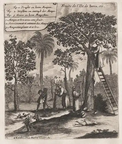 Fruits de l'Ile de Java, etc. / Engraving depicting fruits on the island of Java. / Java island Insel fruit Ob
