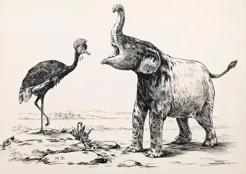 Ein Elefant und ein Straußenvogel - Elefant elephant Vogel Strauß ostrich bird