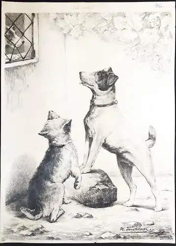 Liebeswerben - Hunde Jack Russel Terrier Hund dog dogs Hunde
