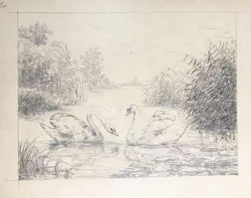 Schwäne auf einem See - Schwan Schwäne Teich swans swan pond Fluß river