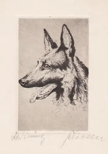 (Schäferhund) - Hund dog German shepherd / Berlin Zoo / Zoologie zoology / Tiere animals