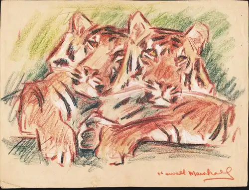 (Zwei Tiger) - Tiger tigers Zoo Berlin / Tiere animals / Zoologie zoology / Tiermaler animal painter / Zeichnu
