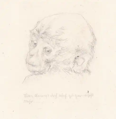Mann kommt doch auch zu gar nichts mehr - Affe ape monkey / Berlin Zoo / Zoologie zoology / Tiere animals / Ze