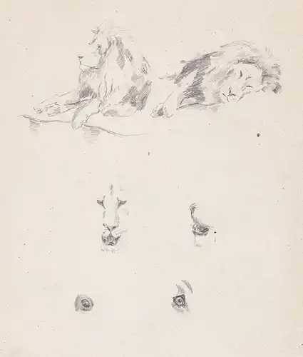 (Skizzen von Löwen) -  Löwe lions lion  / Zoologie zoology / Tiere animals / Zeichnung drawing dessin