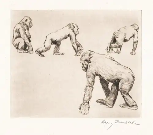 (Vier Affen) - Affe monkey monkeys apes  / Zoologie zoology / Tiere animals