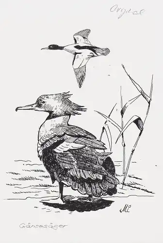 Gänsesäger - Säger  common merganser Vögel birds bird Vogel / Tiere animals / Zoologie zoology / Tiermaler ani