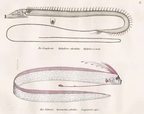 Die Langborste - Das Schwert - Stylenphorus Gymnestrus Fische fish poissons