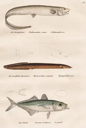 Die Stumpfnase - Die bewaffnete Spitznase - Der Stöcker - Fische fish poissons